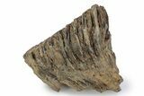 Southern Mammoth Molar - Hungary #357029-1